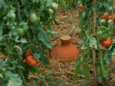 Oya de 5 litres enterrée entre des plants de tomates, col et couvercle hors du sol